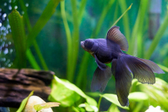 Goldfish-Aquarium-Pets-Fish-Tail-Animals-5040540